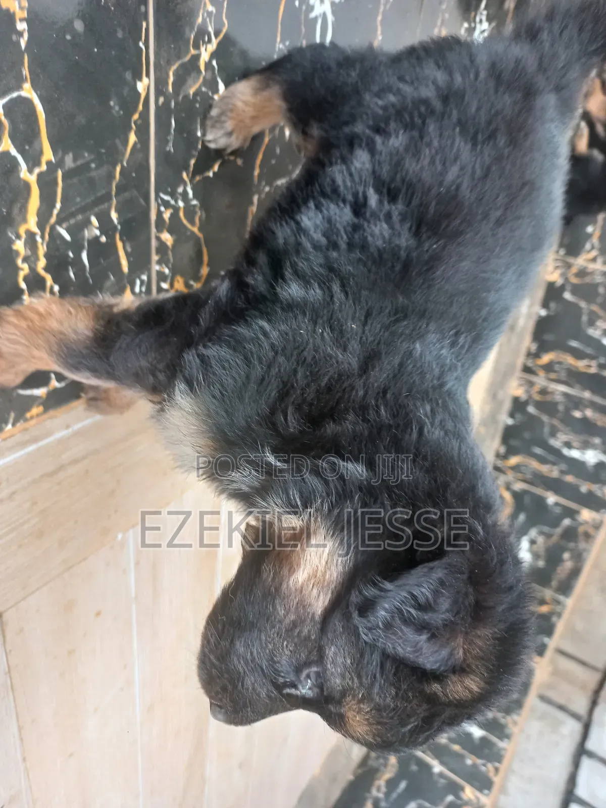1-3 months Female Purebred German Shepherd