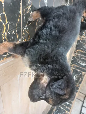 1-3 months Female Purebred German Shepherd
