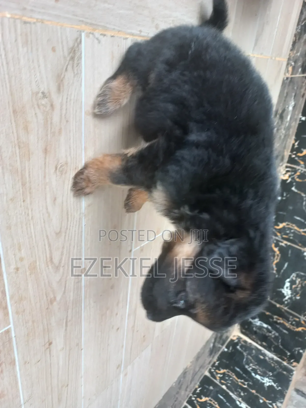 1-3 months Female Purebred German Shepherd