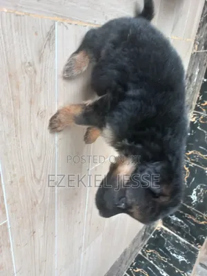 1-3 months Female Purebred German Shepherd