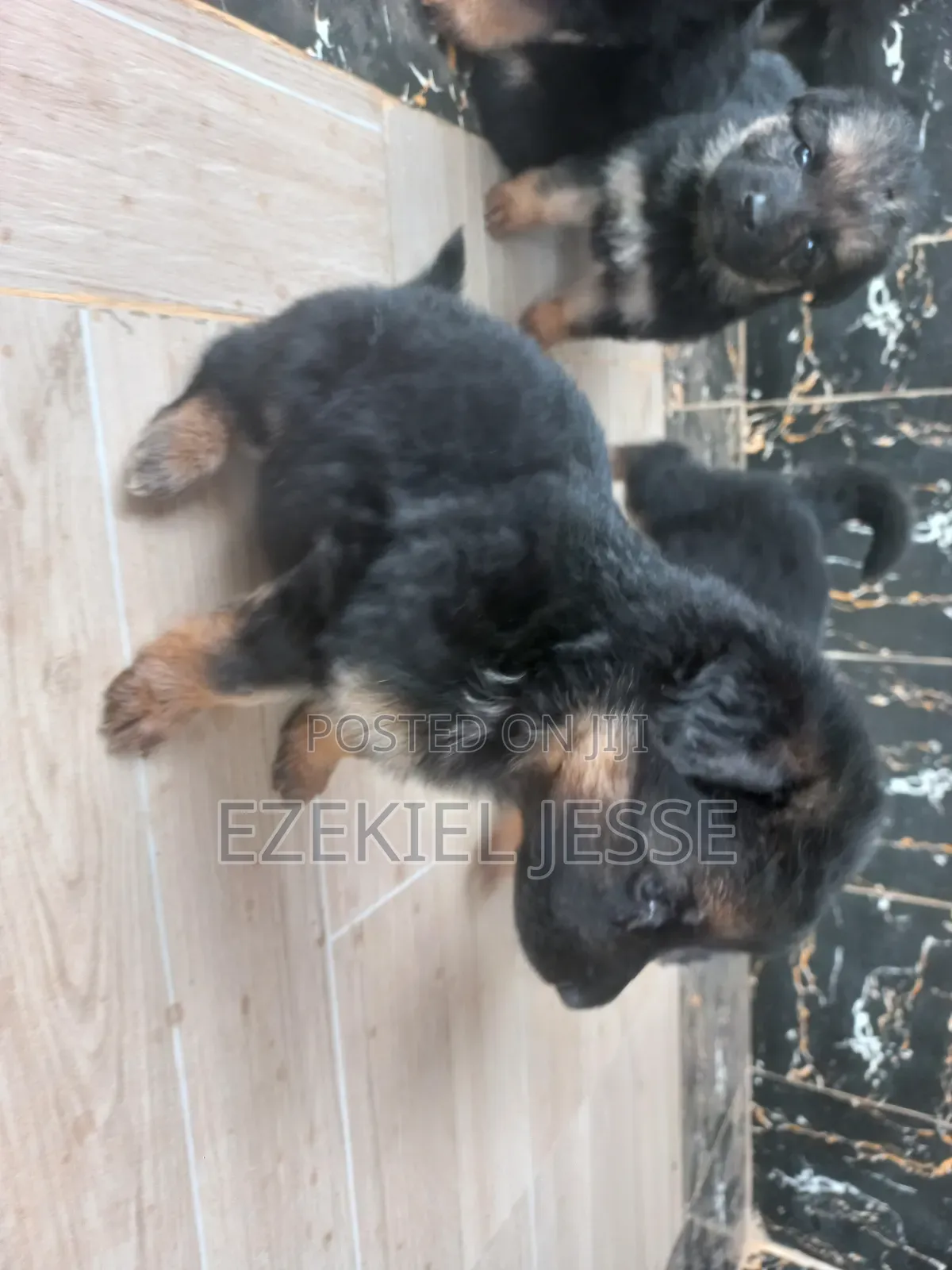1-3 months Female Purebred German Shepherd