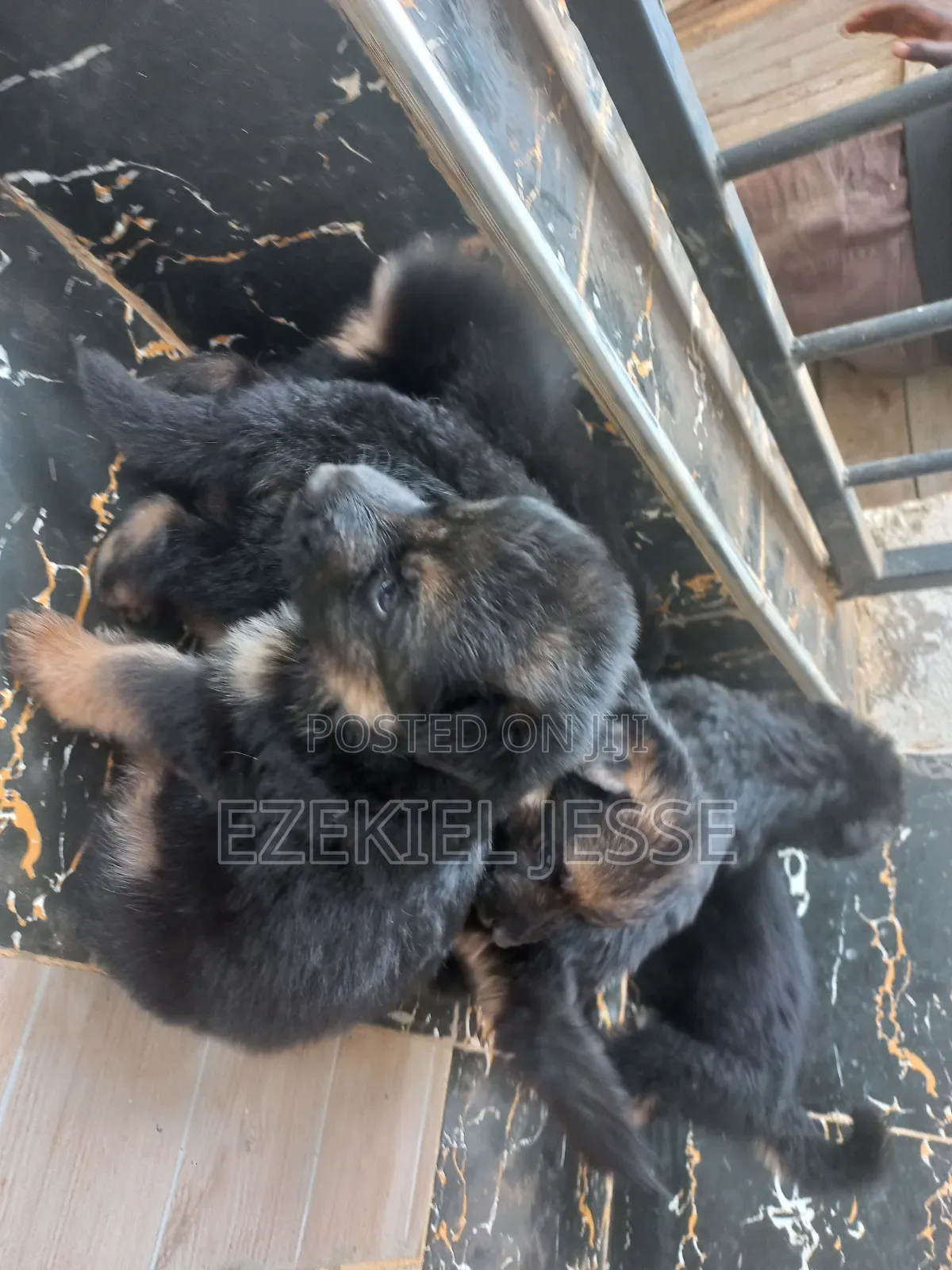 1-3 months Female Purebred German Shepherd