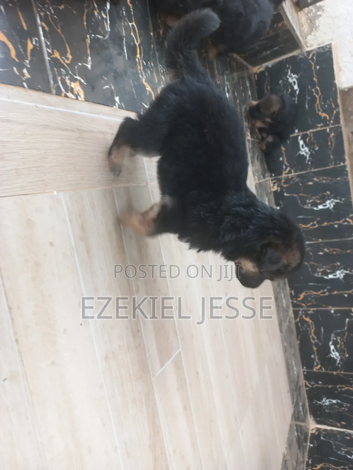 1-3 months Female Purebred German Shepherd
