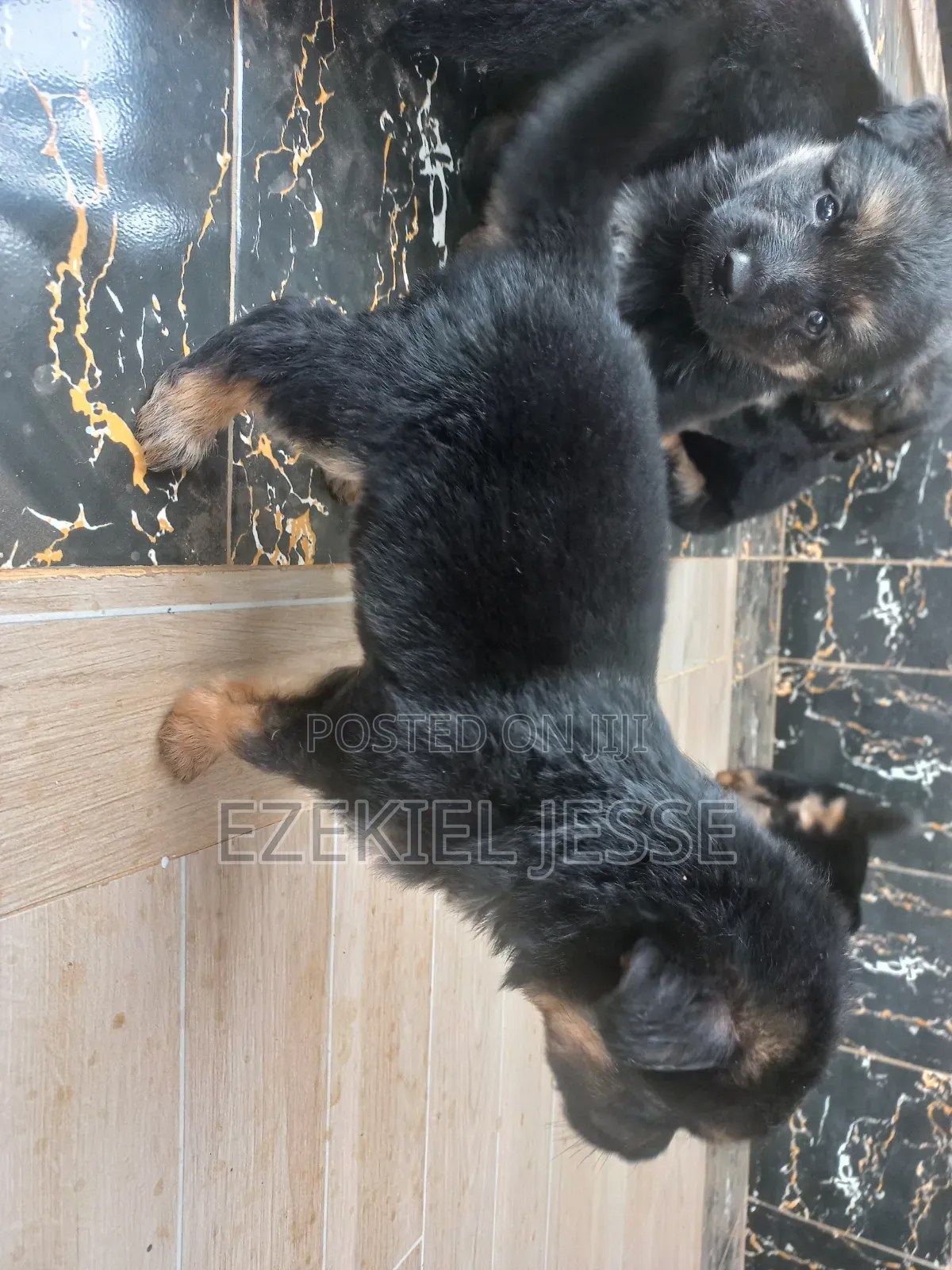 1-3 months Female Purebred German Shepherd