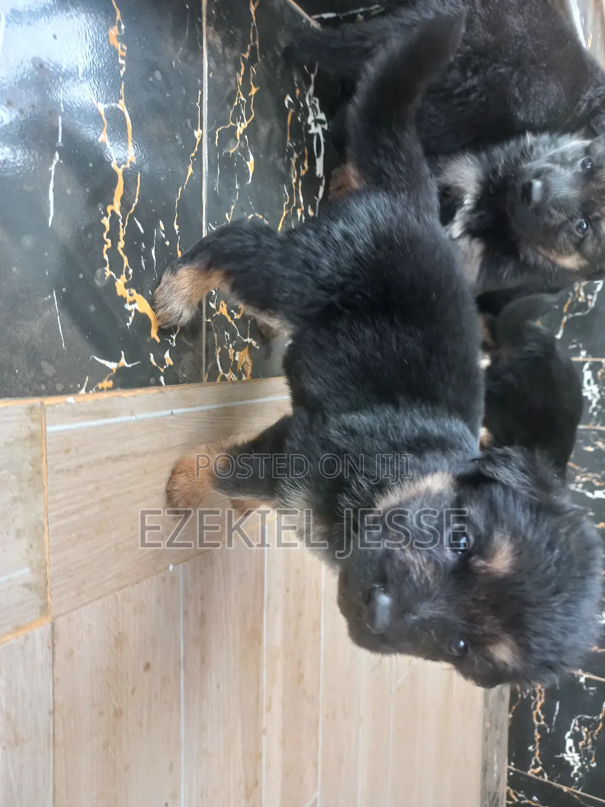 1-3 months Female Purebred German Shepherd