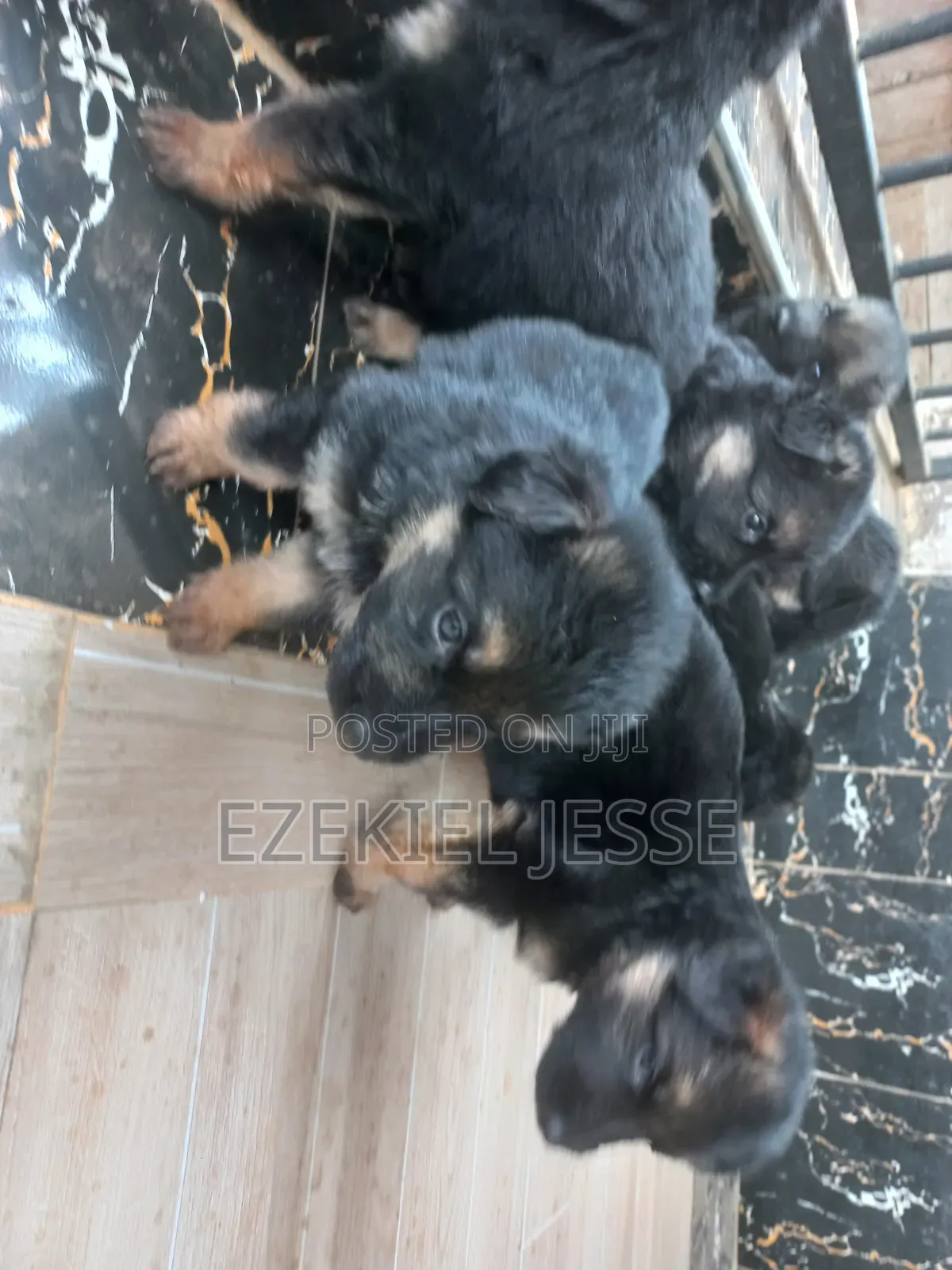 1-3 months Female Purebred German Shepherd