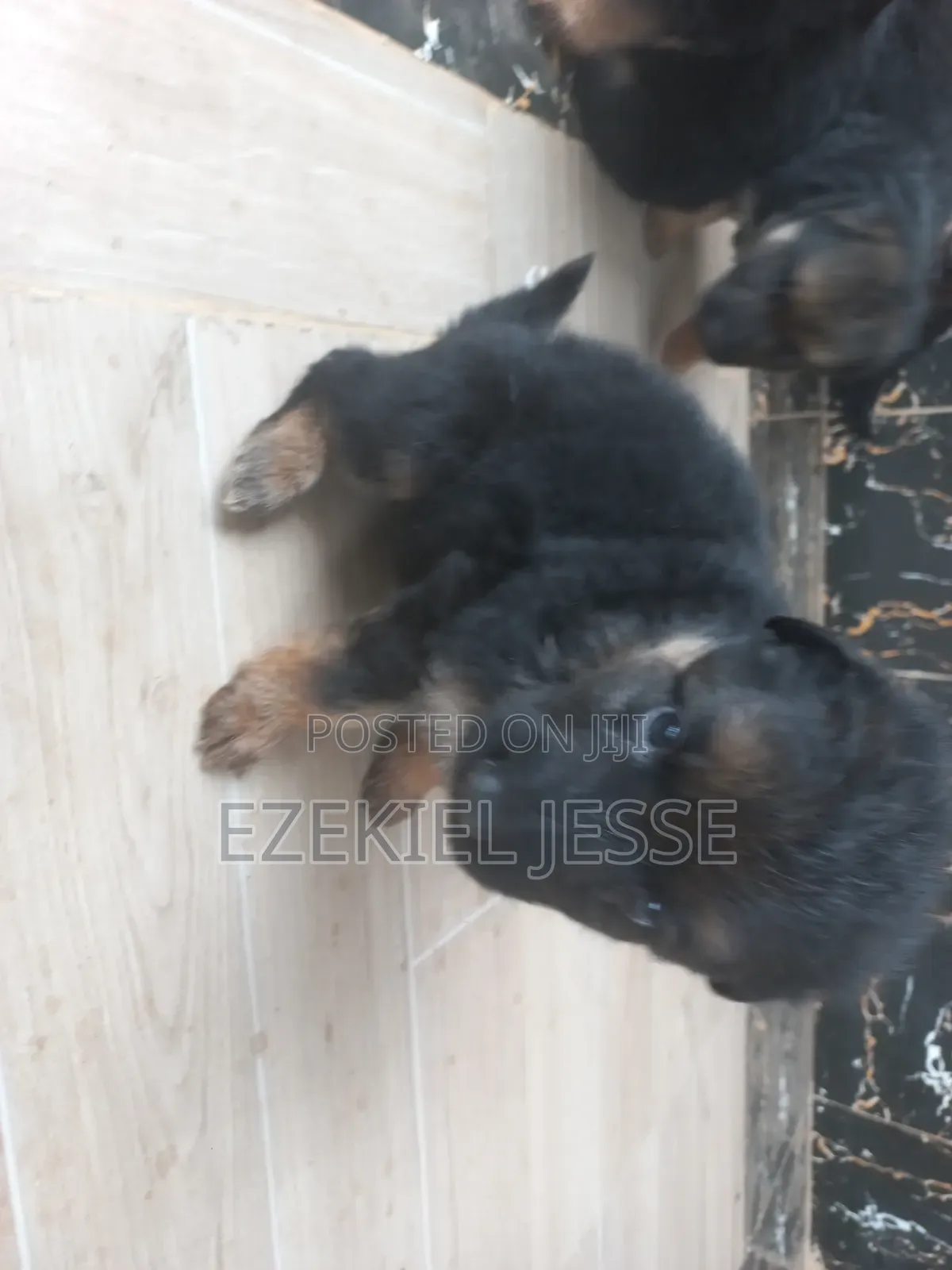 1-3 months Female Purebred German Shepherd