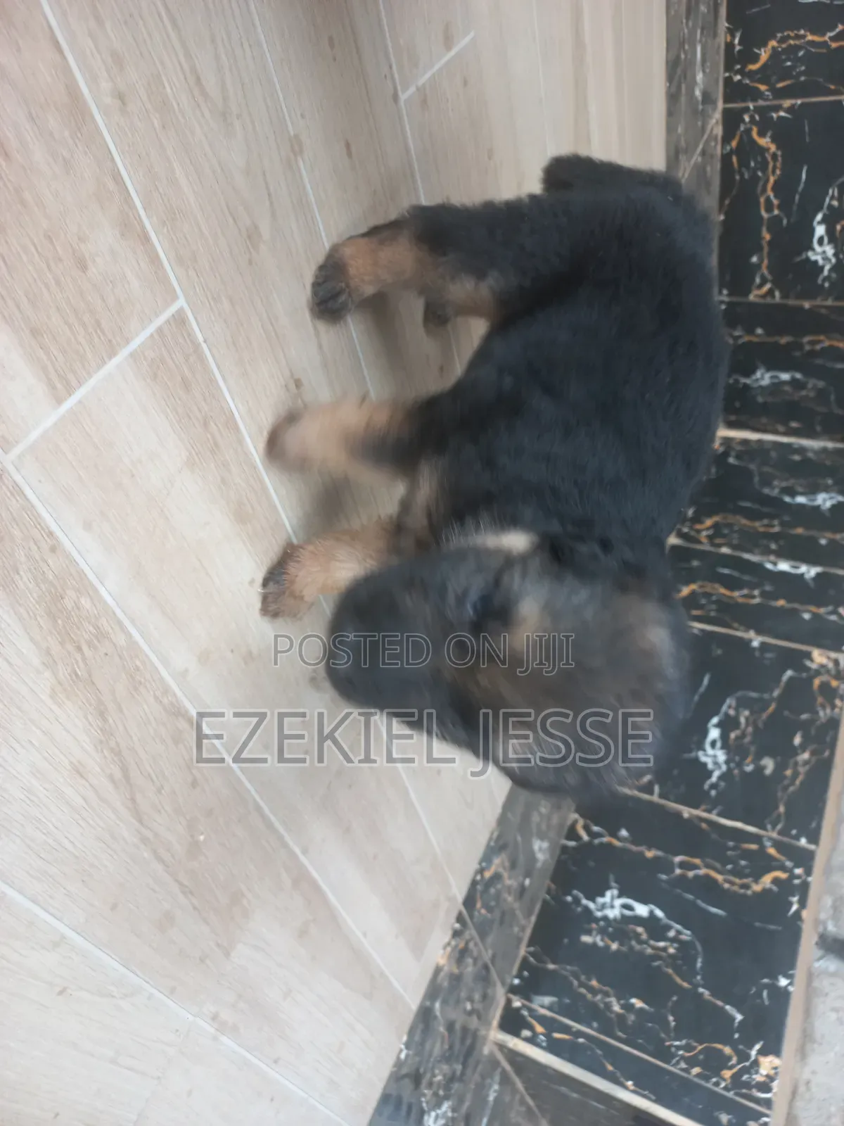 1-3 months Female Purebred German Shepherd