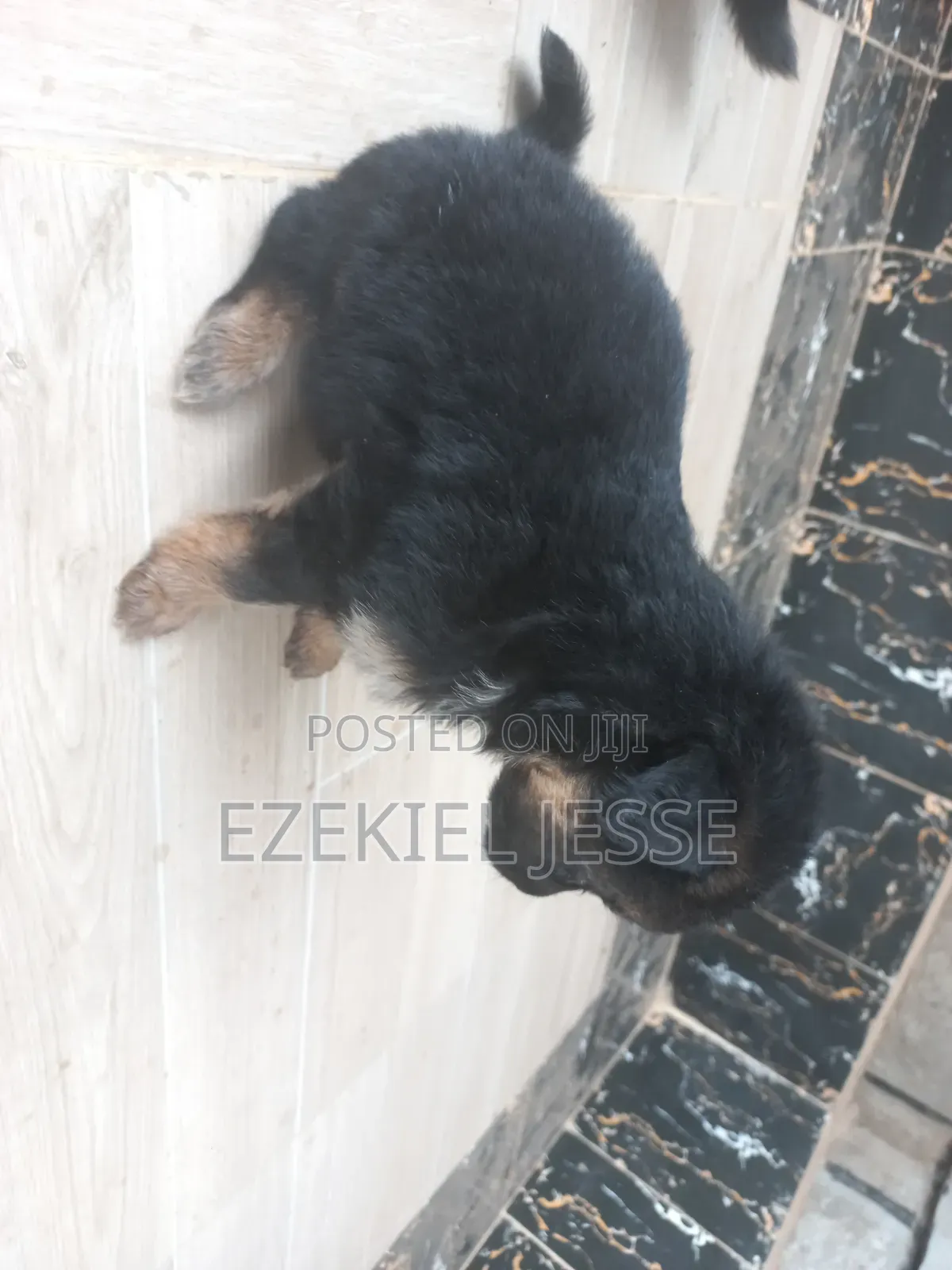 1-3 months Female Purebred German Shepherd