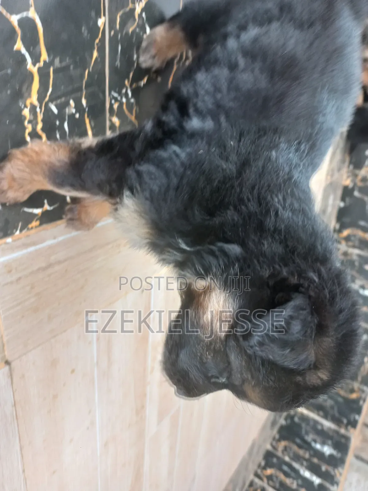 1-3 months Female Purebred German Shepherd