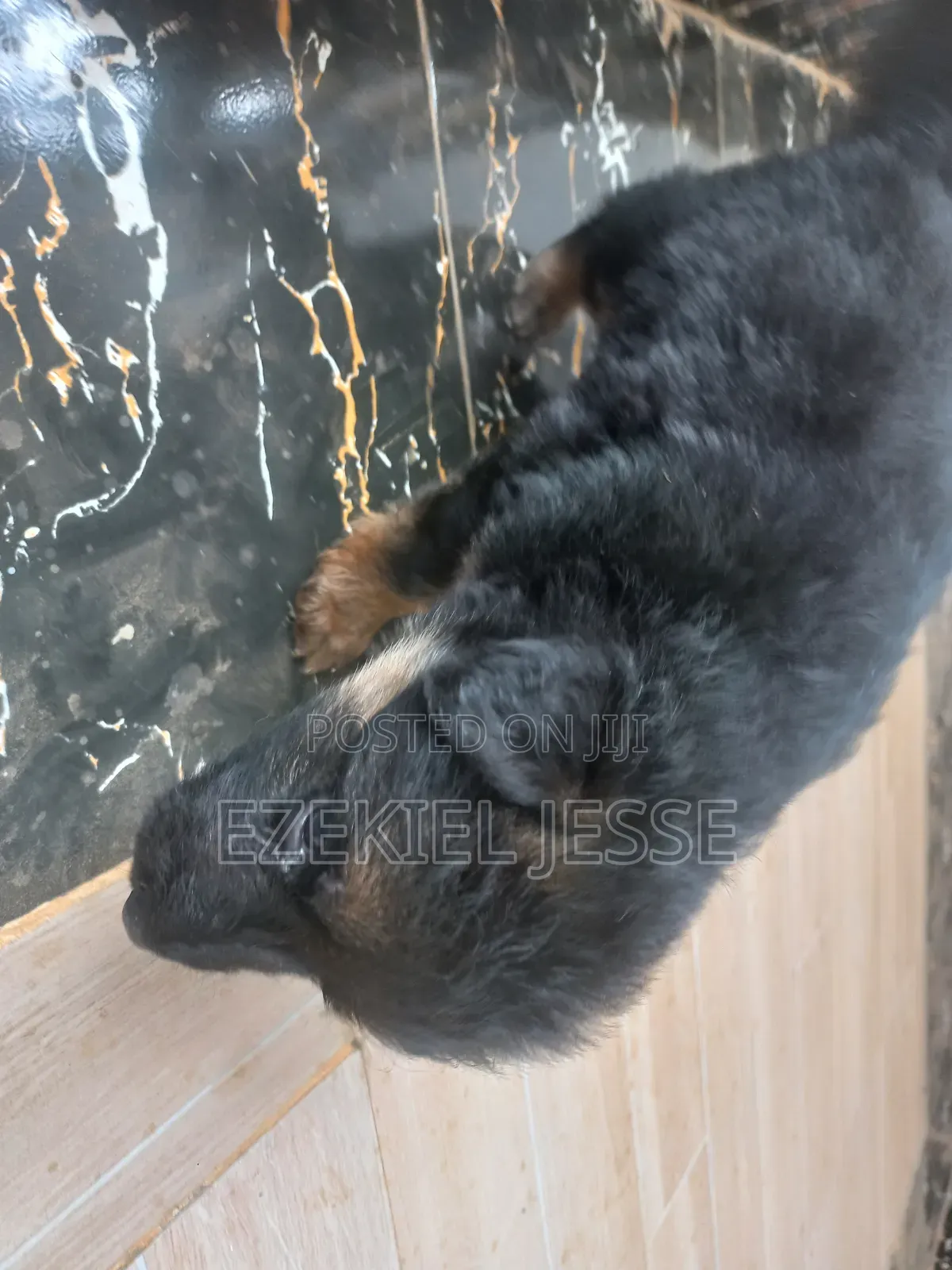 1-3 months Female Purebred German Shepherd