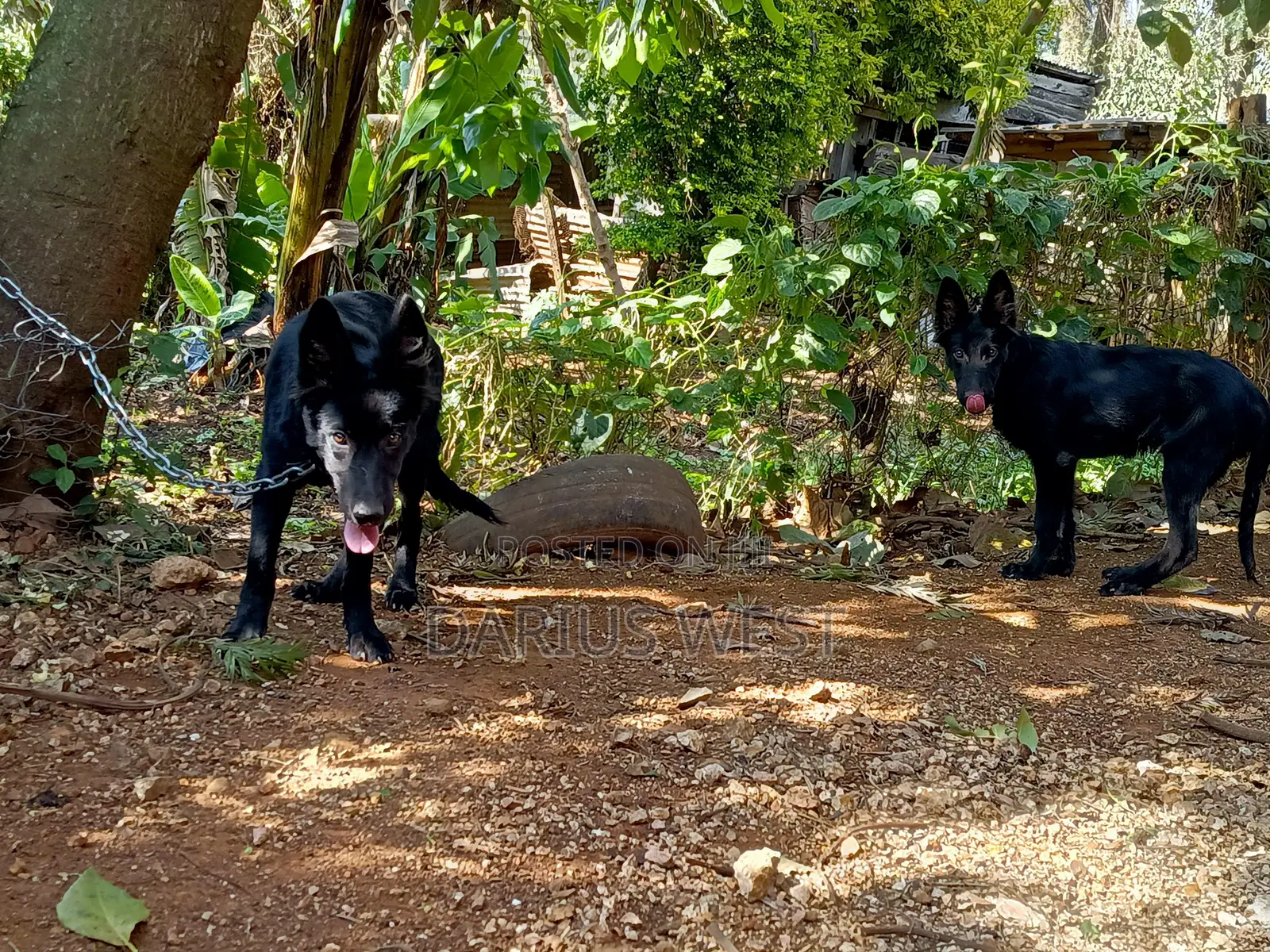 3-6 months Male Purebred German Shepherd