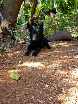 3-6 months Male Purebred German Shepherd