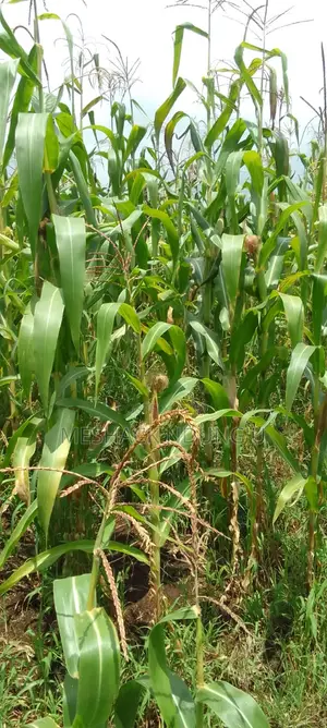 3 Acre Maize Crop for Silage