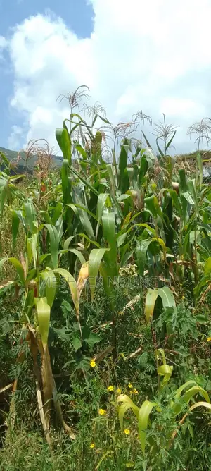 3 Acre Maize Crop for Silage