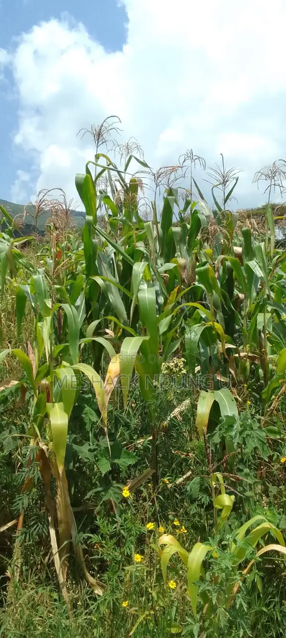 3 Acre Maize Crop for Silage