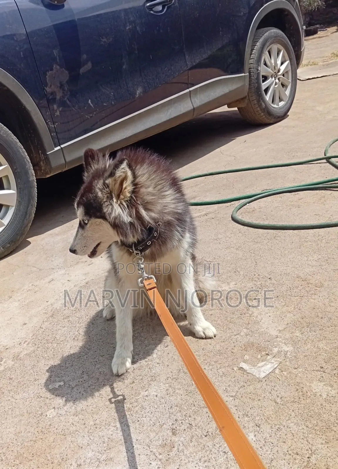 6-12 months Female Purebred Siberian Husky