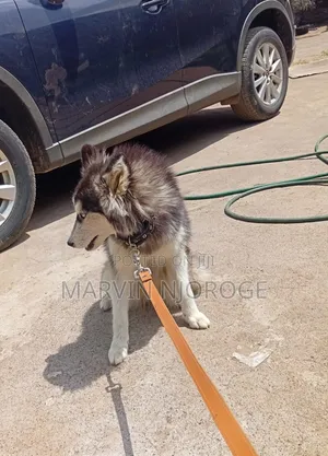 6-12 months Female Purebred Siberian Husky
