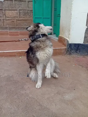 6-12 months Female Purebred Siberian Husky