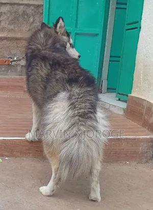6-12 months Female Purebred Siberian Husky