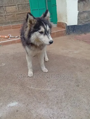 6-12 months Female Purebred Siberian Husky
