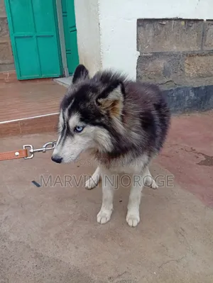 6-12 months Female Purebred Siberian Husky