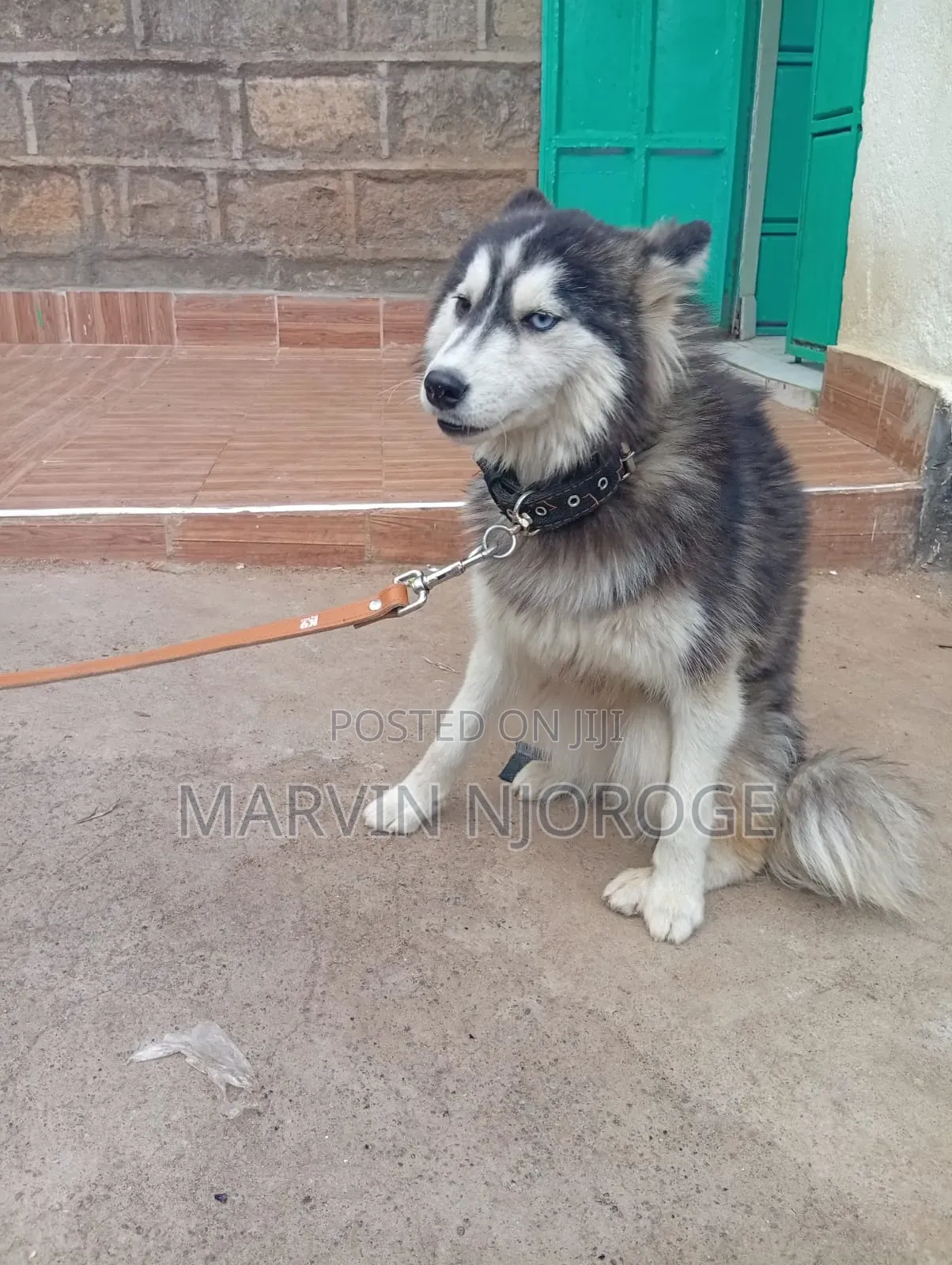 6-12 months Female Purebred Siberian Husky