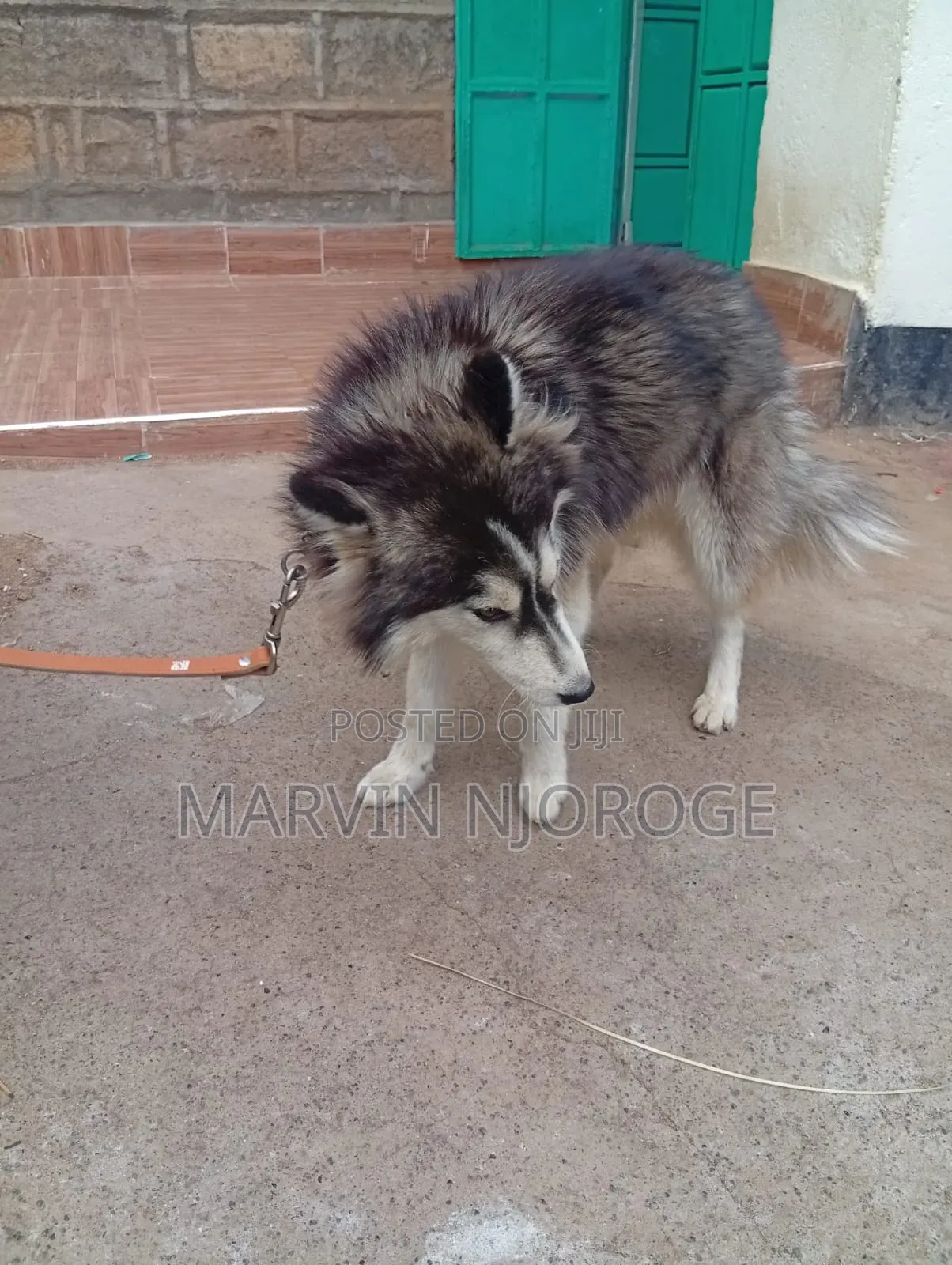 6-12 months Female Purebred Siberian Husky