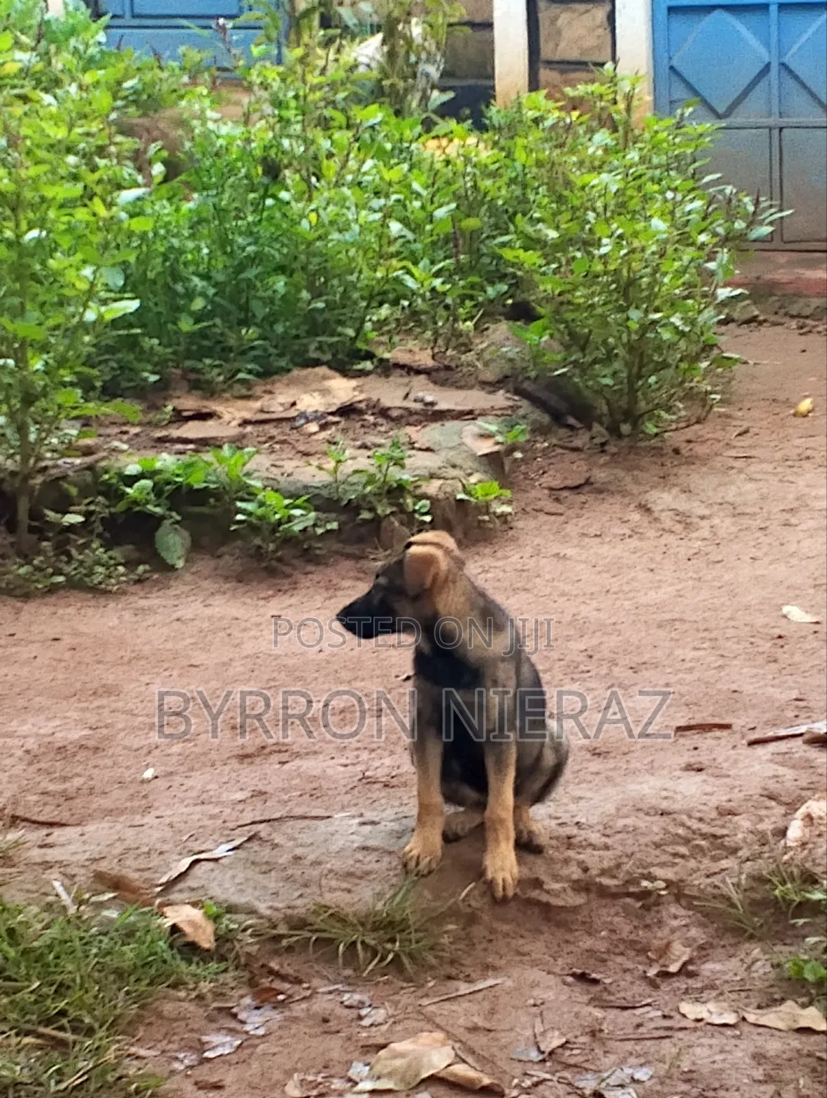 3-6 months Male Mixed Breed German Shepherd