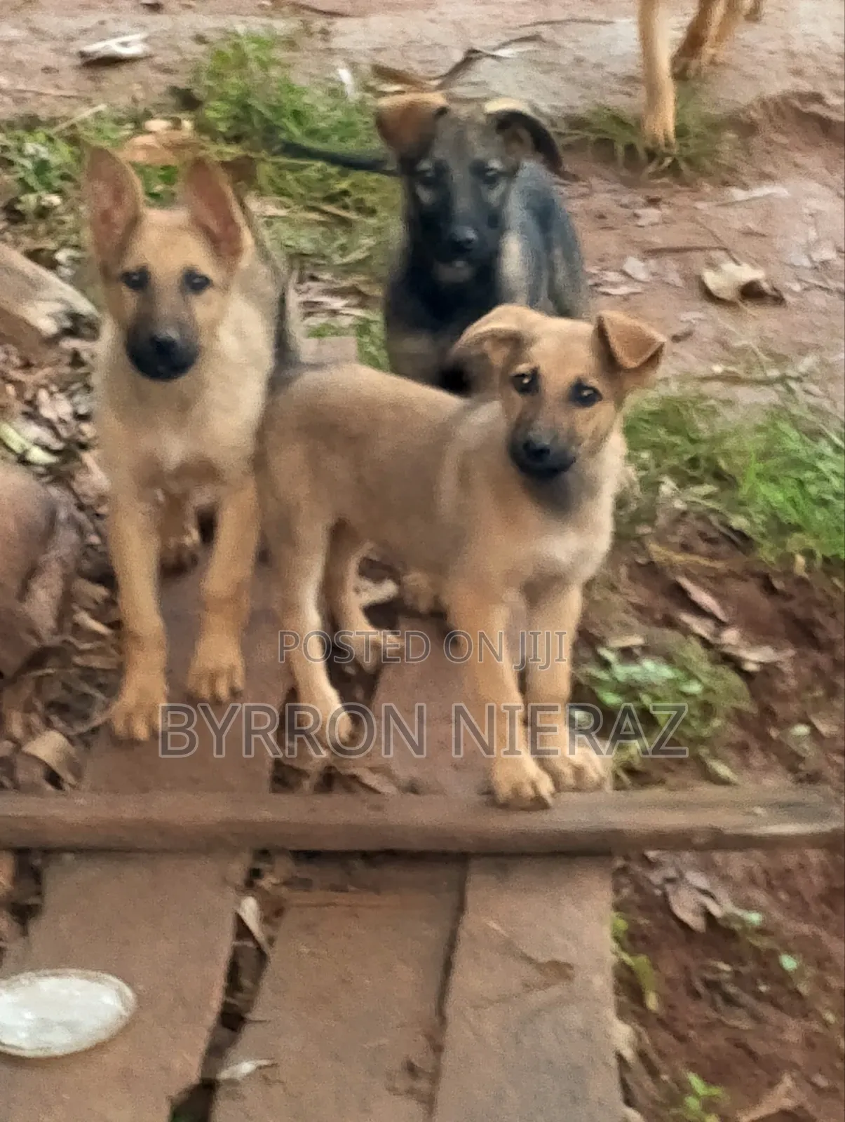 3-6 months Male Mixed Breed German Shepherd