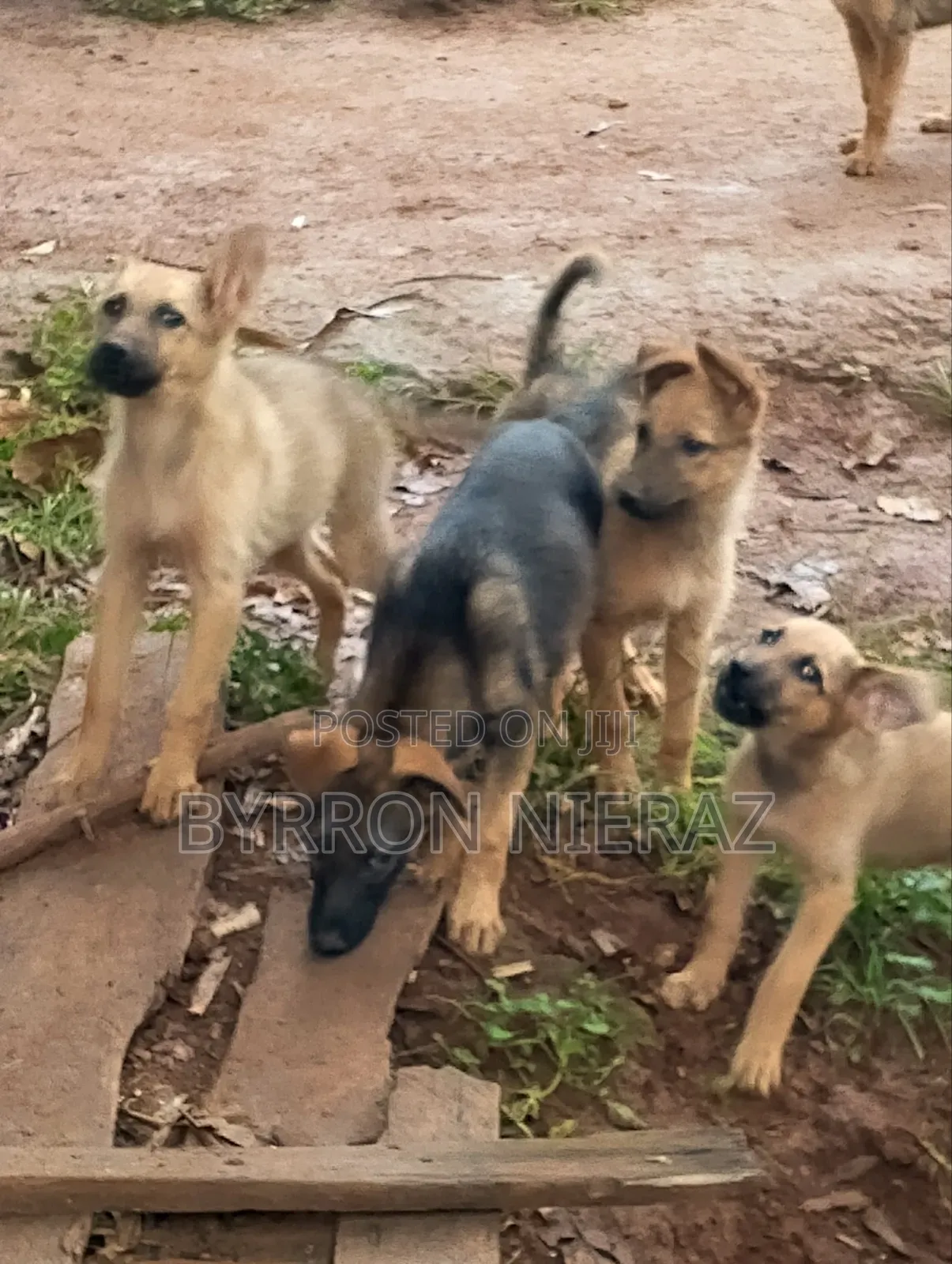 3-6 months Male Mixed Breed German Shepherd
