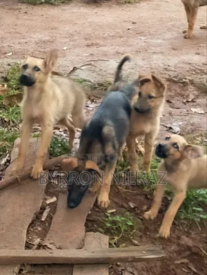 3-6 months Male Mixed Breed German Shepherd