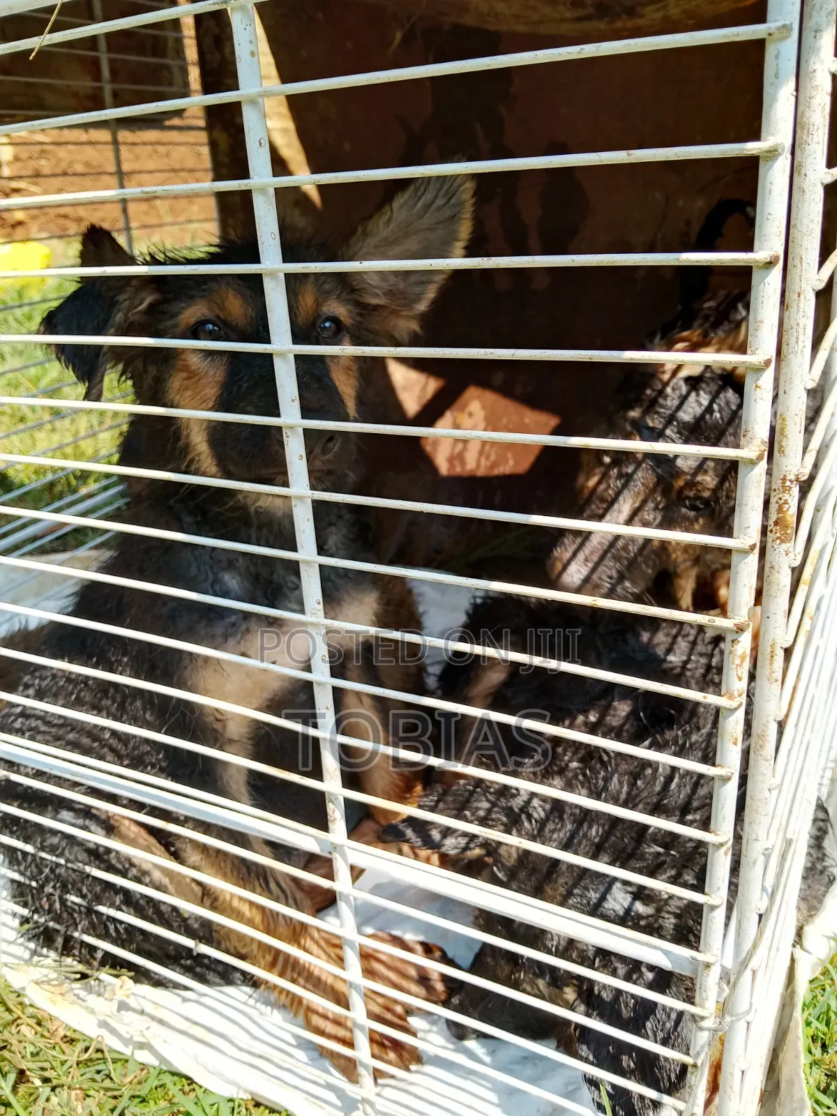 1-3 months Female Purebred German Shepherd