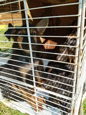 1-3 months Female Purebred German Shepherd
