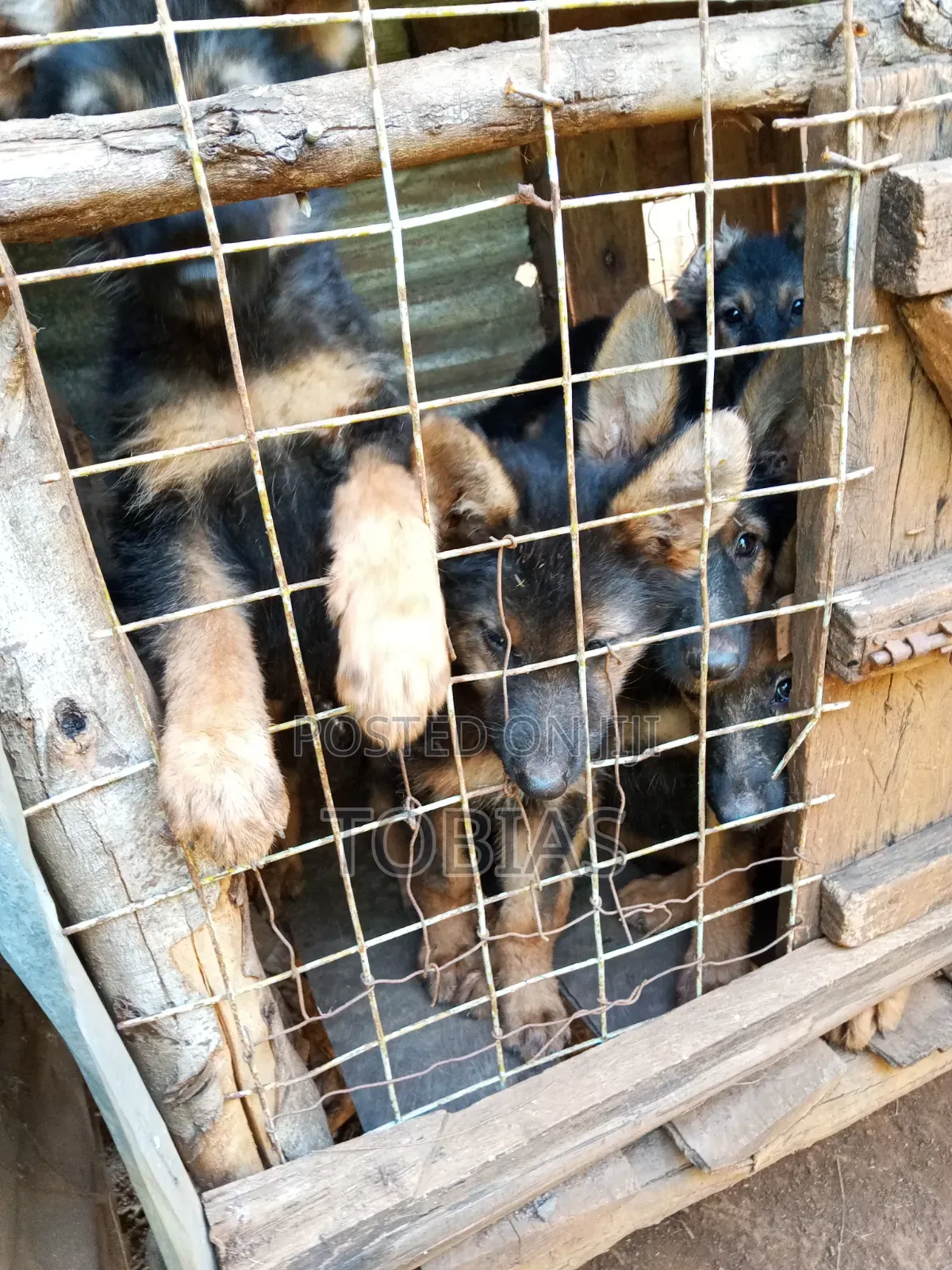 1-3 months Female Purebred German Shepherd