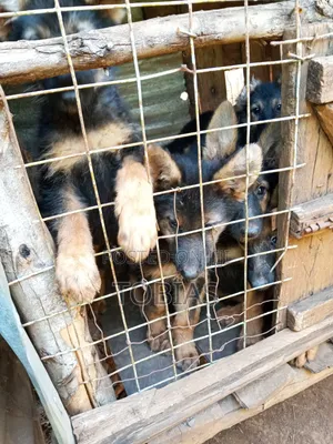 1-3 months Female Purebred German Shepherd