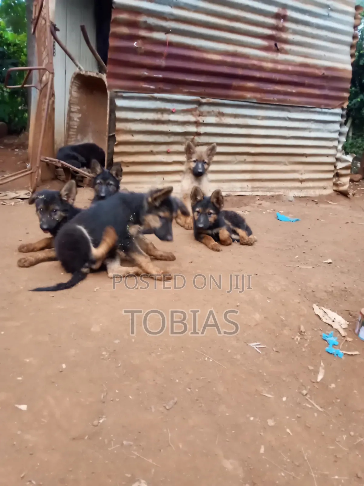 1-3 months Female Purebred German Shepherd