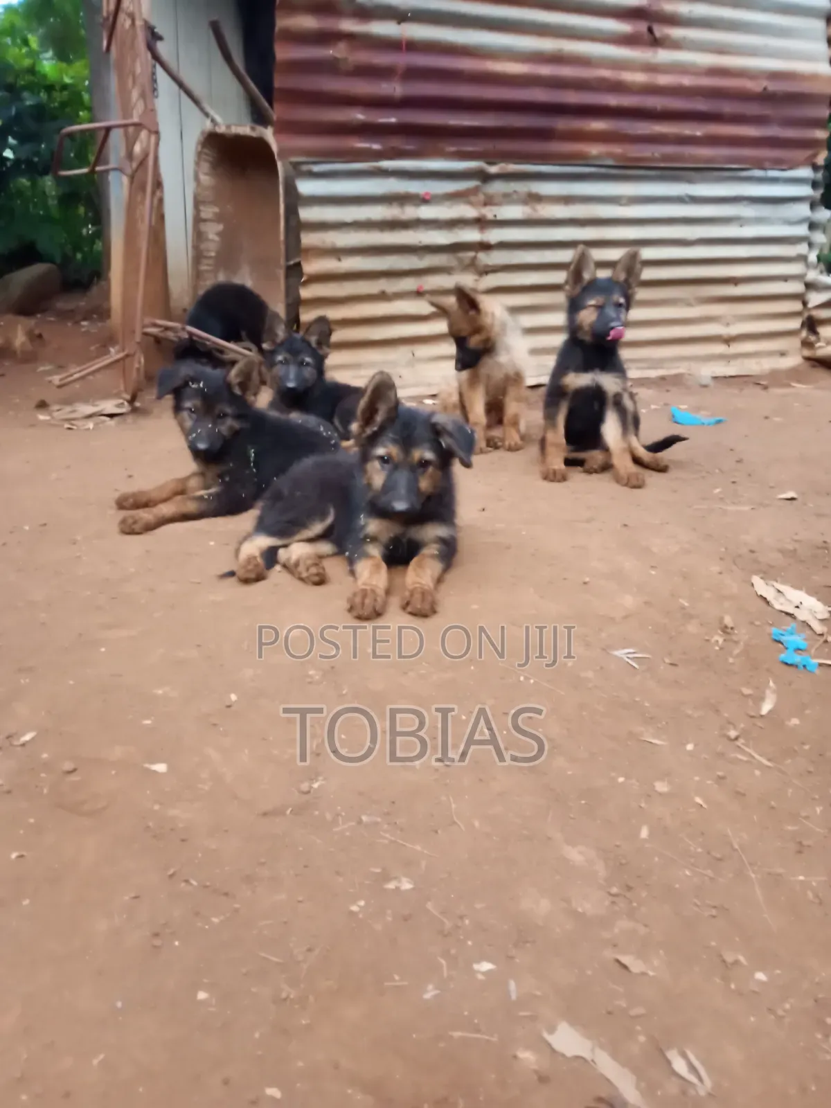 1-3 months Female Purebred German Shepherd