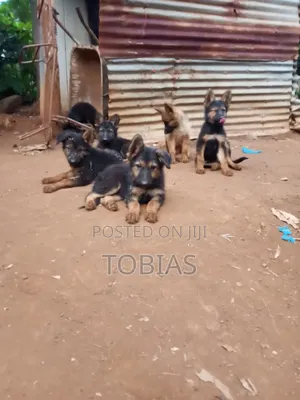 1-3 months Female Purebred German Shepherd