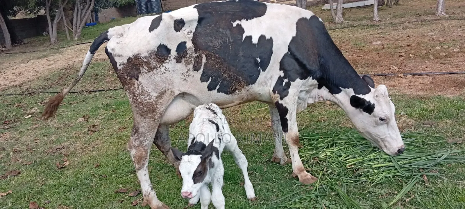 Dairy Stock for Sale
