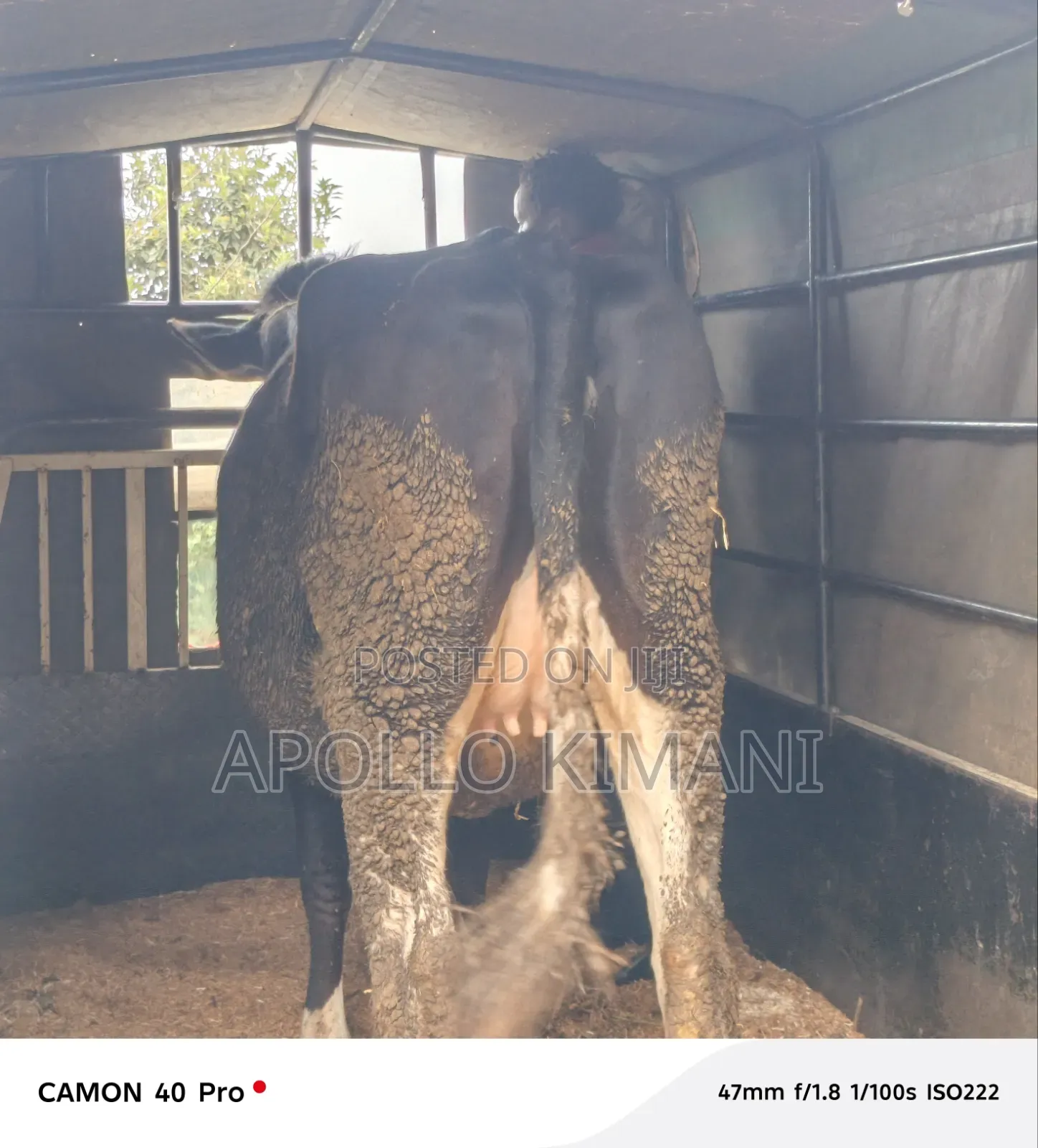 Dairy Stock for Sale