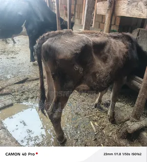 Dairy Stock for Sale