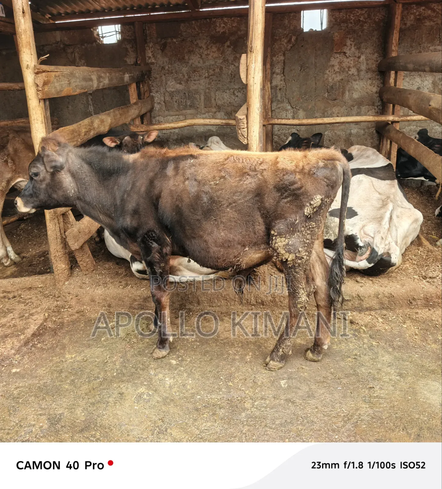 Dairy Stock for Sale