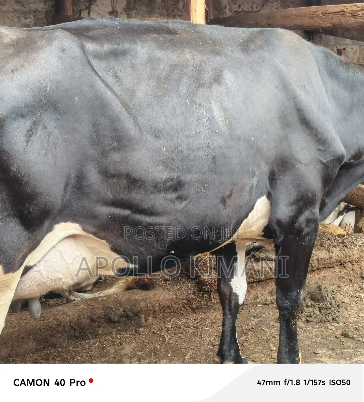 Dairy Stock for Sale