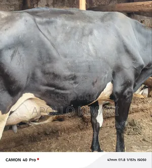 Dairy Stock for Sale
