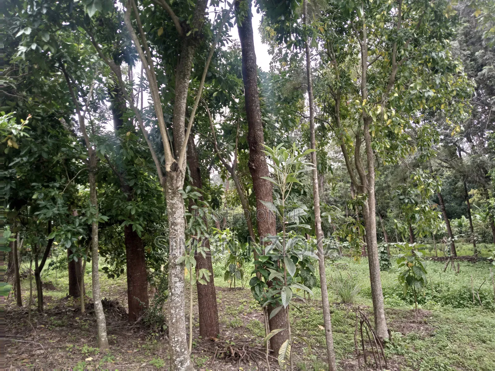 Quarter Eighth Plots in Matasia, Ngong, Kajiado