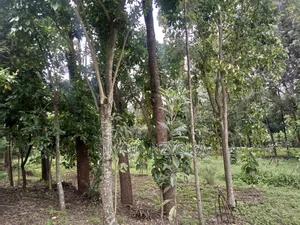 Quarter Eighth Plots in Matasia, Ngong, Kajiado