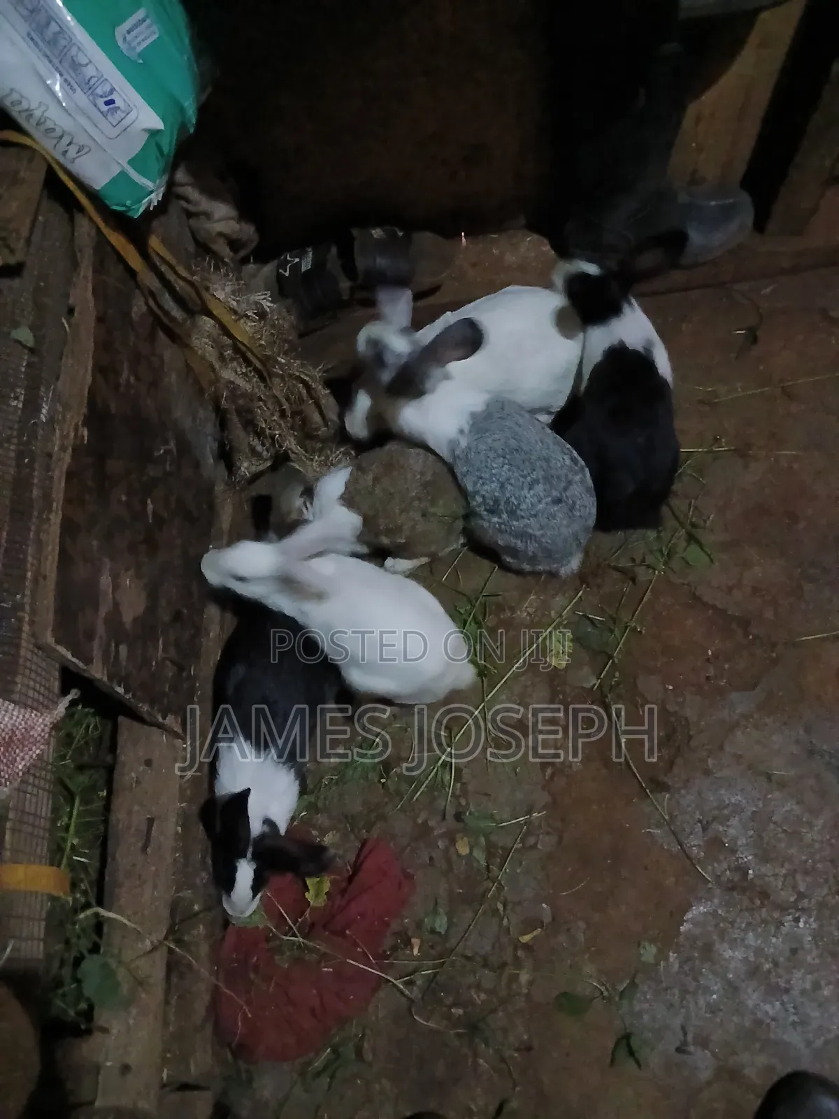 Selling Rabbit Meat