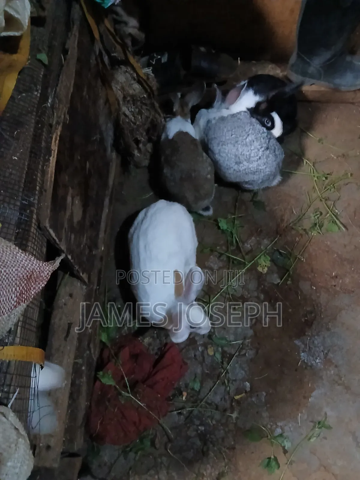 Selling Rabbit Meat