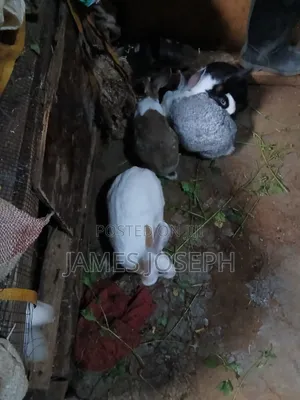 Selling Rabbit Meat